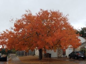 Round Rock Tree Service Declares Winter a Good Time For Tree Trimming