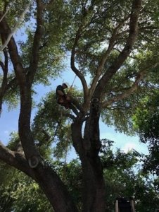Central Texas Tree Service Expands Further Into Boerne and The Texas Hill Country