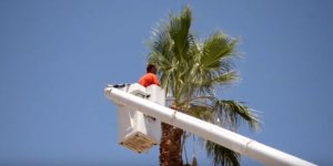 Tree Removal Service In Fontana California Launched
